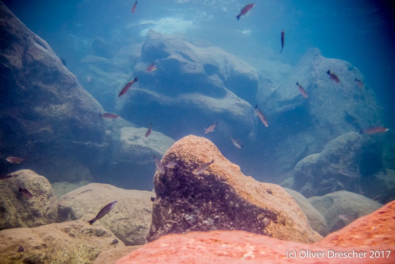 Cyprichromis sp. 'dwarf jumbo' Jakobsen's Beach
